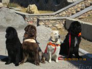 Превью фото № 136303