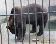 Превью фото № 136312