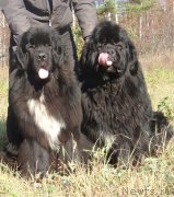 Превью фото № 136354