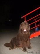 Превью фото № 136366