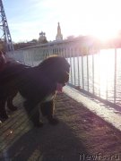 Превью фото № 136425