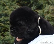 Превью фото № 136449