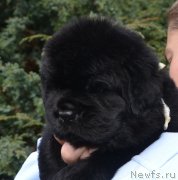 Превью фото № 136450