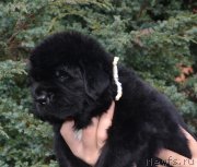 Превью фото № 136453