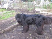 Превью фото № 136472