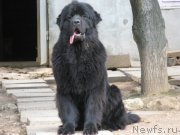 Превью фото № 136476