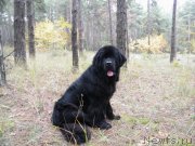 Превью фото № 136487