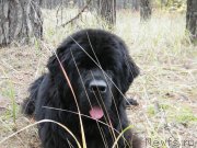 Превью фото № 136488