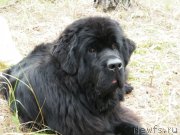 Превью фото № 136490