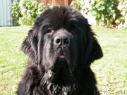 Превью фото № 136491