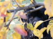 Превью фото № 136494