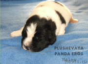 Превью фото № 136498