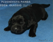 Превью фото № 136504