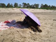 Превью фото № 136505