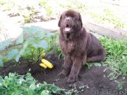 Превью фото № 136508