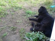 Превью фото № 136521