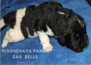 Превью фото № 136528