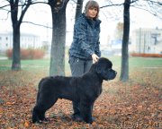 Превью фото № 136542