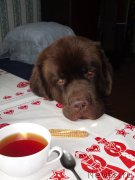 Превью фото № 136550