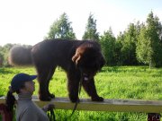 Превью фото № 136553