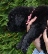 Превью фото № 136567