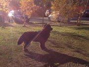 Превью фото № 136602