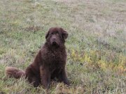 Превью фото № 136616