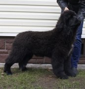 Превью фото № 136625