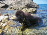 Превью фото № 136642