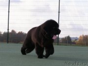 Превью фото № 136682