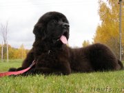 Превью фото № 136683