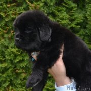 Превью фото № 136685