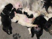 Превью фото № 136706