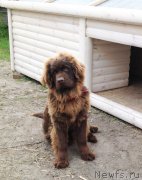 Превью фото № 136738