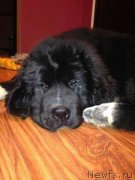 Превью фото № 136749