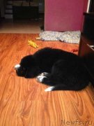 Превью фото № 136750