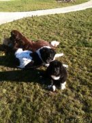 Превью фото № 136752