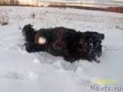 Превью фото № 136764