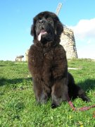 Превью фото № 136844