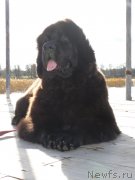 Превью фото № 136845