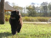 Превью фото № 136851