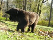 Превью фото № 136852