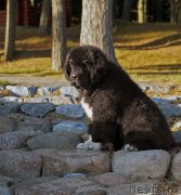 Превью фото № 136855