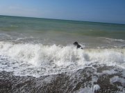 Превью фото № 136865