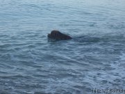 Превью фото № 136866