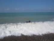 Превью фото № 136869