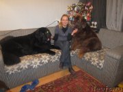 Превью фото № 136874