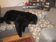 Превью фото № 136877