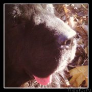 Превью фото № 136882