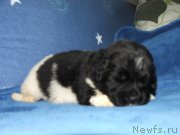 Превью фото № 136962